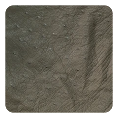 Olive Gray